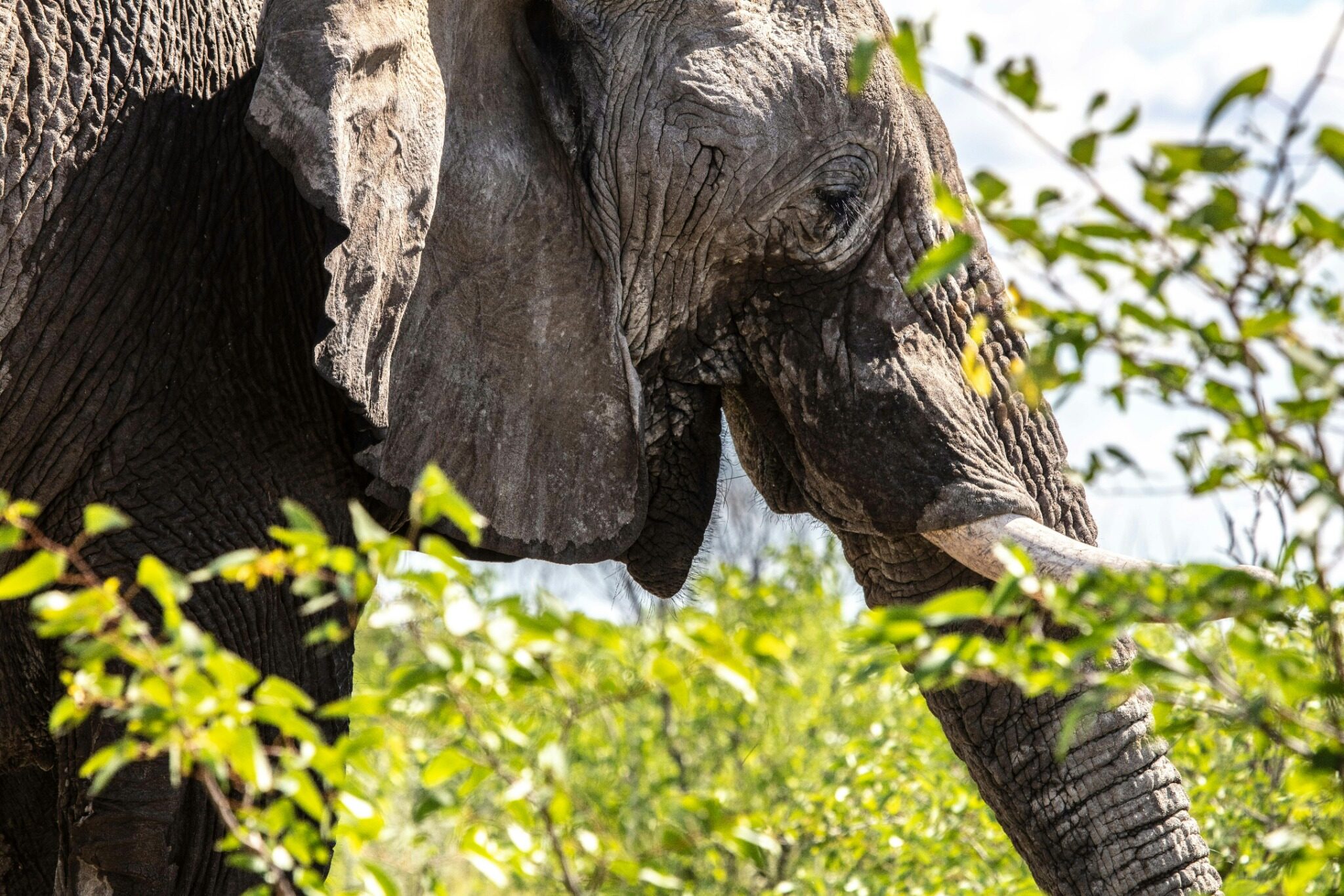 Close view of an African elephant in northern Namibia