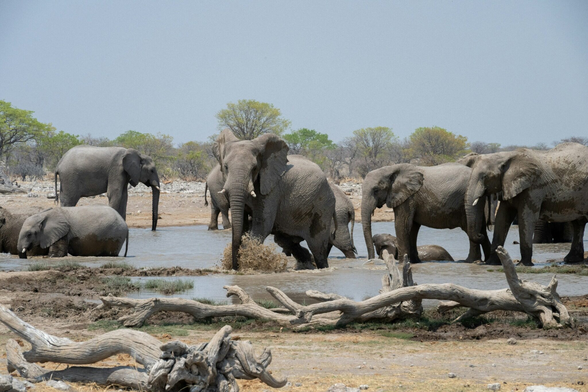 Elephants gathered at a waterhole in Etosha National Park